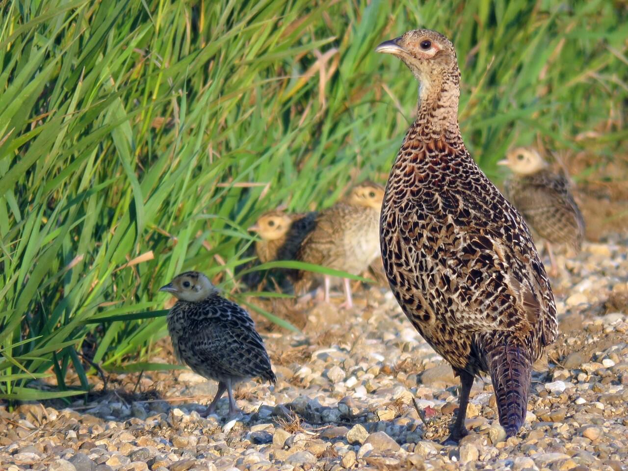 pheasant hen in the grass with chicks