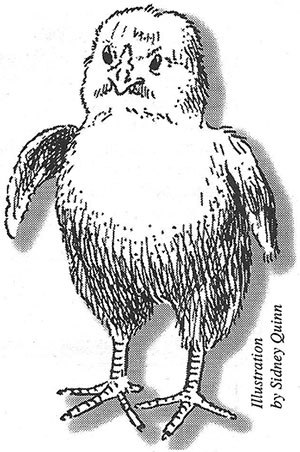 1995 Vigil for Chickens Angry Chick - Illustration by Sydney Quinn