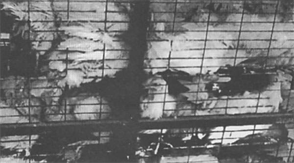 Chicken Plucking Contest 1