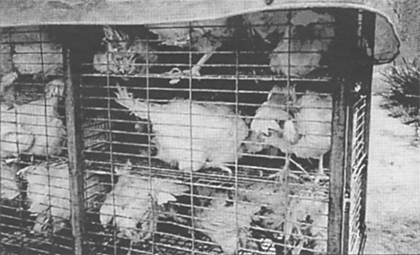 Chicken Plucking Contest 1