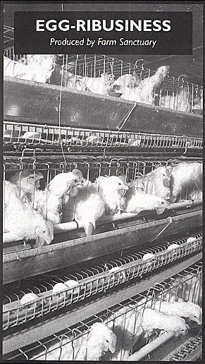 EGG-RIBUSINESS