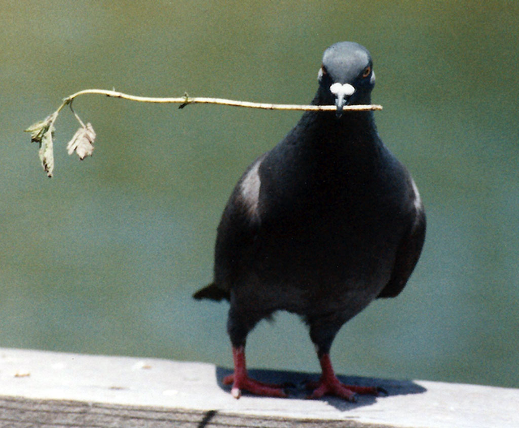 Pigeon holding a twig in it's beak