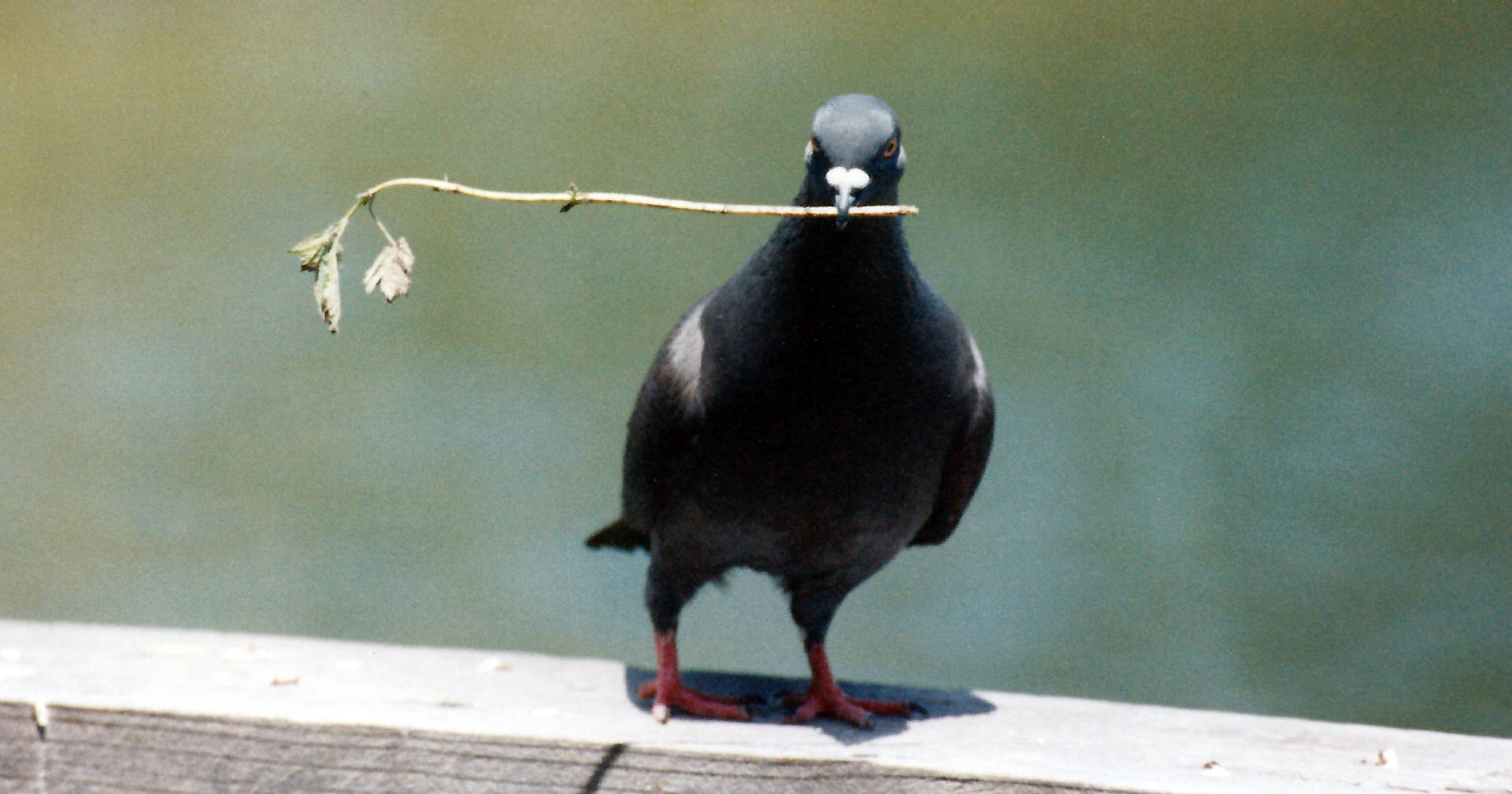Pigeon holding a twig in it's beak