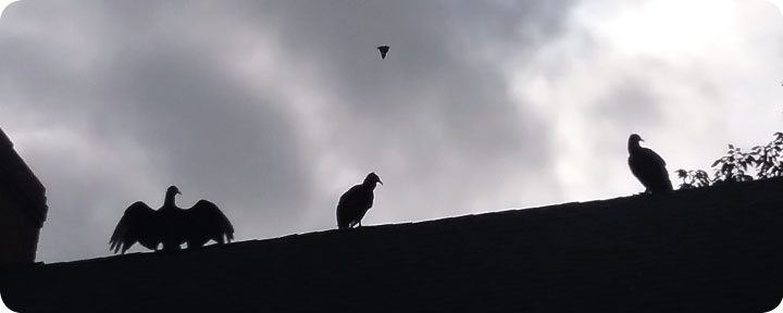 black vultures on our roof