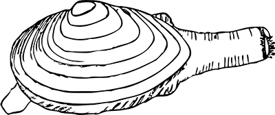 Clam