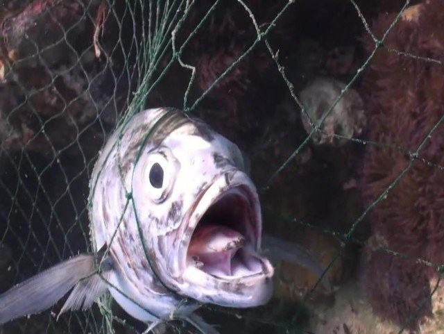 Fish Fear