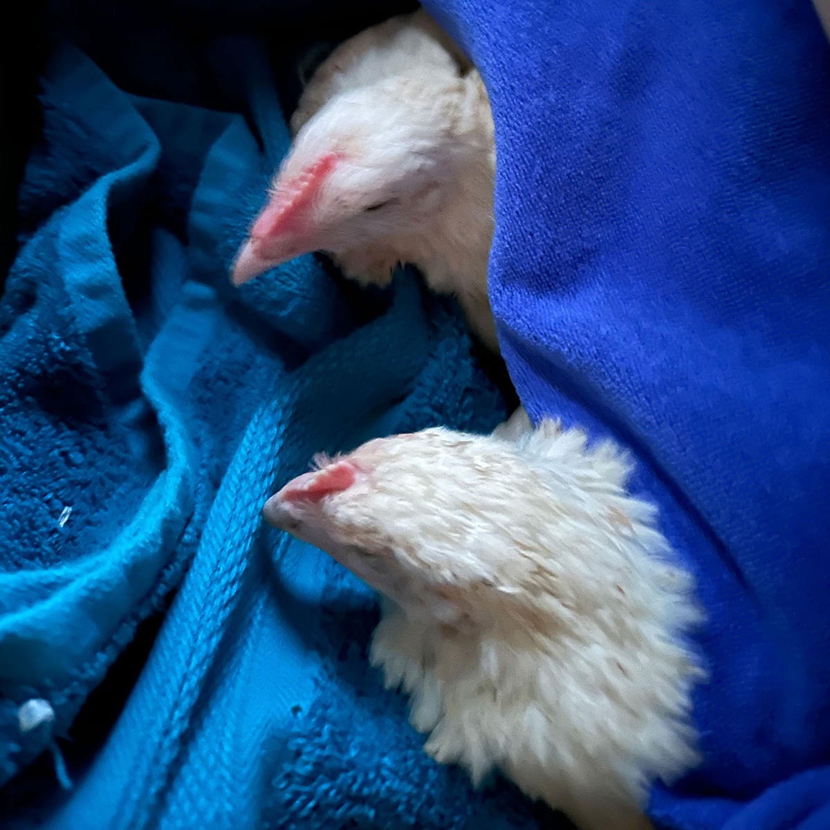 Two chickens wrapped up in a towel