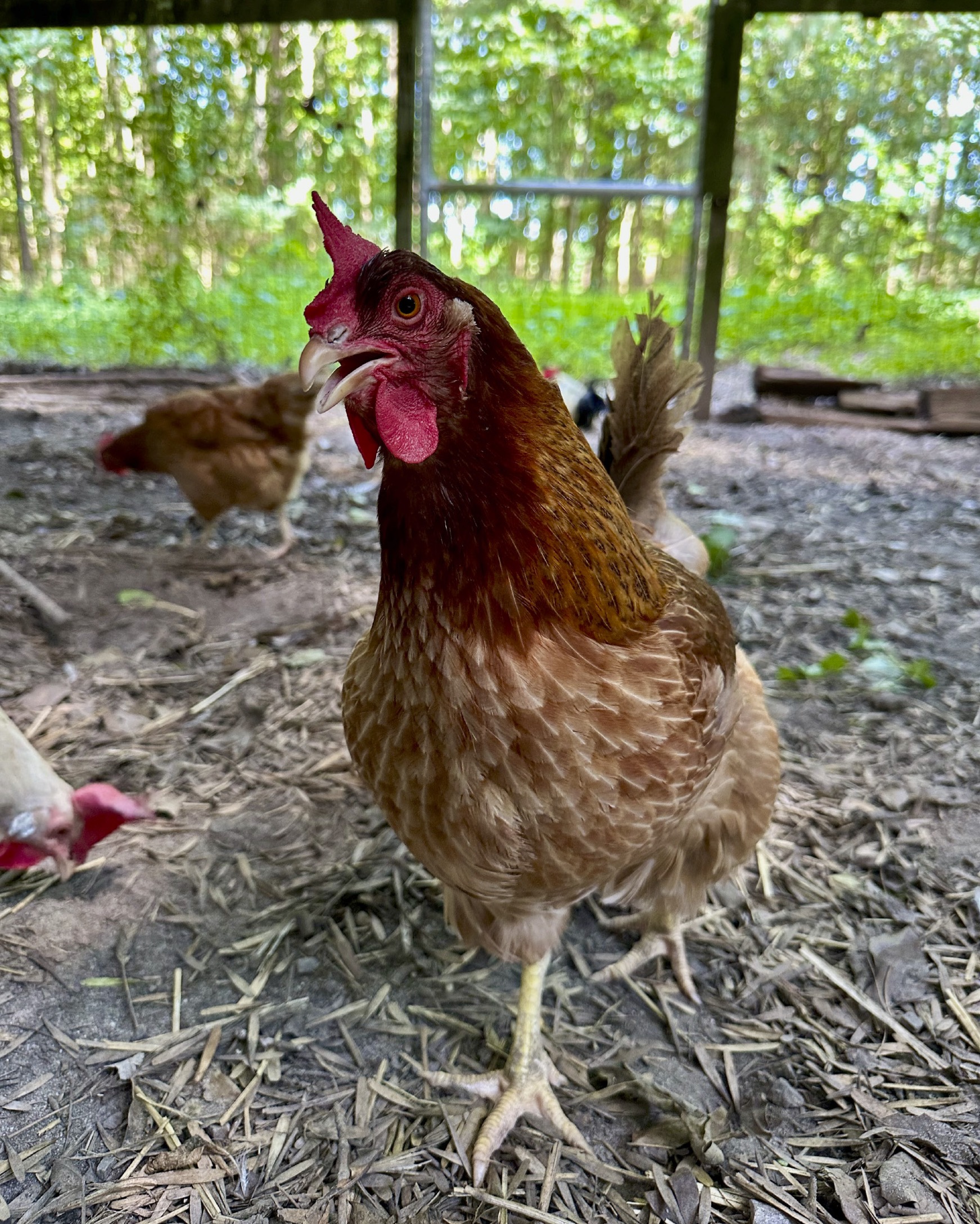 Chickens Love Woodsy Places