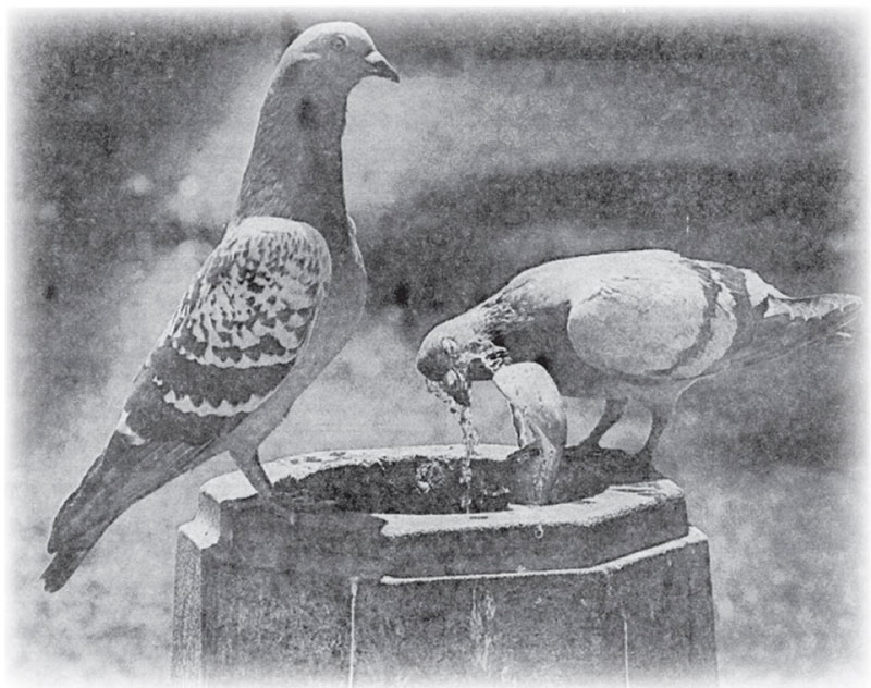 Pigeons sucking up water