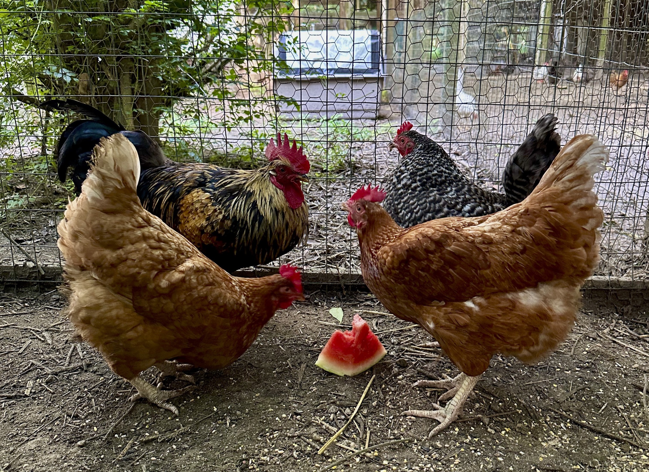 Watermelon Chicken Quartet