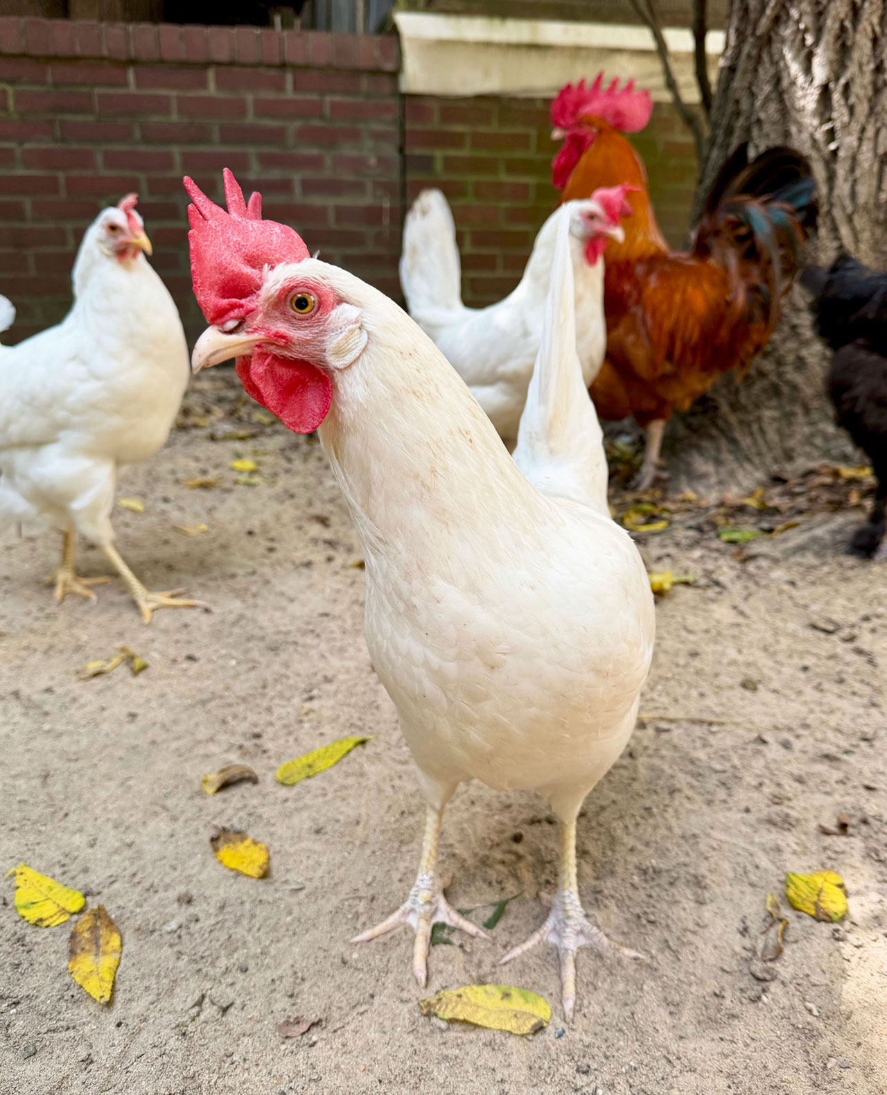 Brenda the hen at UPC