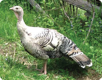naragansett turkey