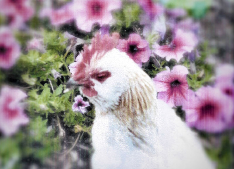 Beloved rooster, Sam, by Jazelle Lieske