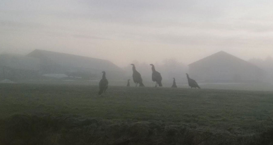 Turkeys in the mist in Maine. Photo by Hope Cruser