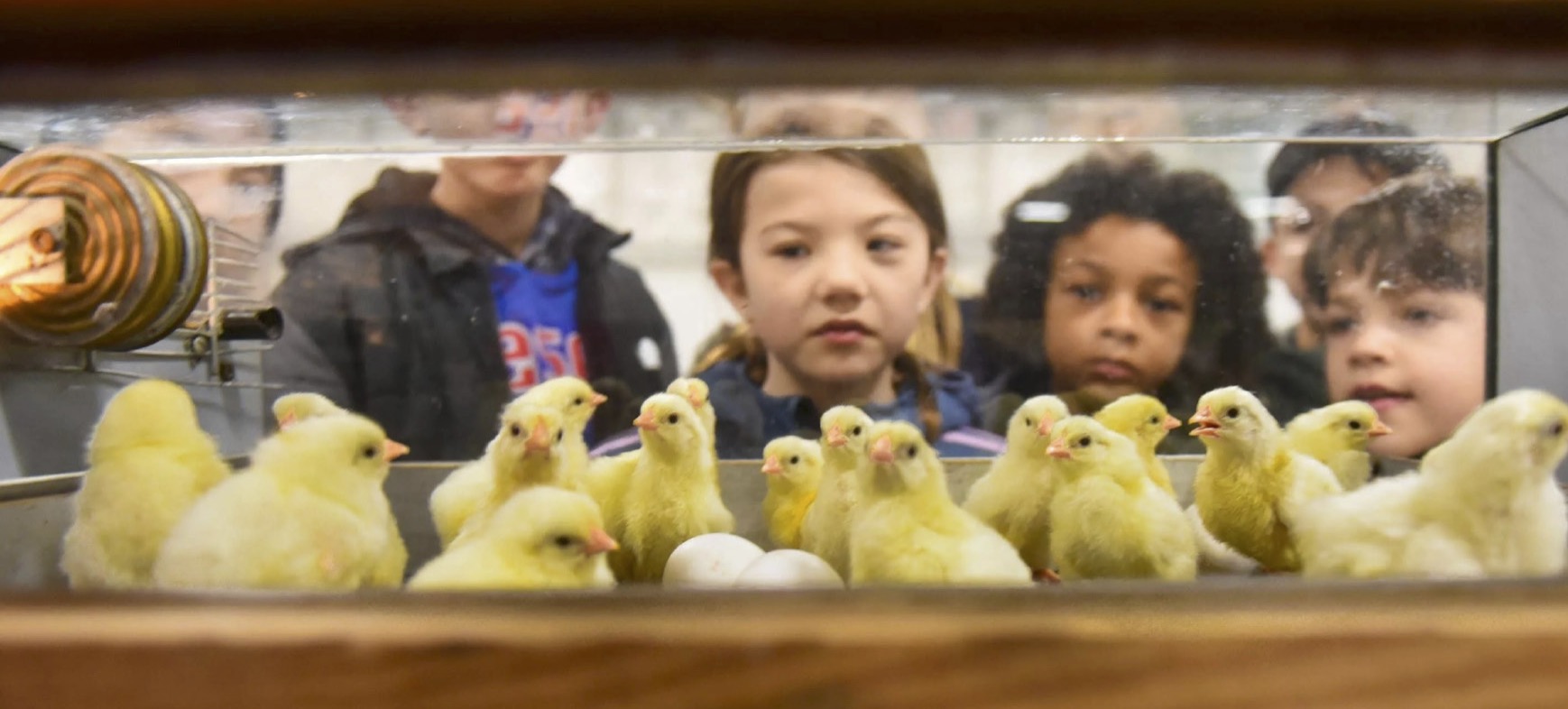 Chicks in warming cabinet