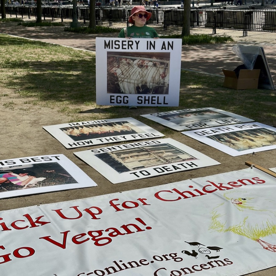 IRCD White House Leafleting 6