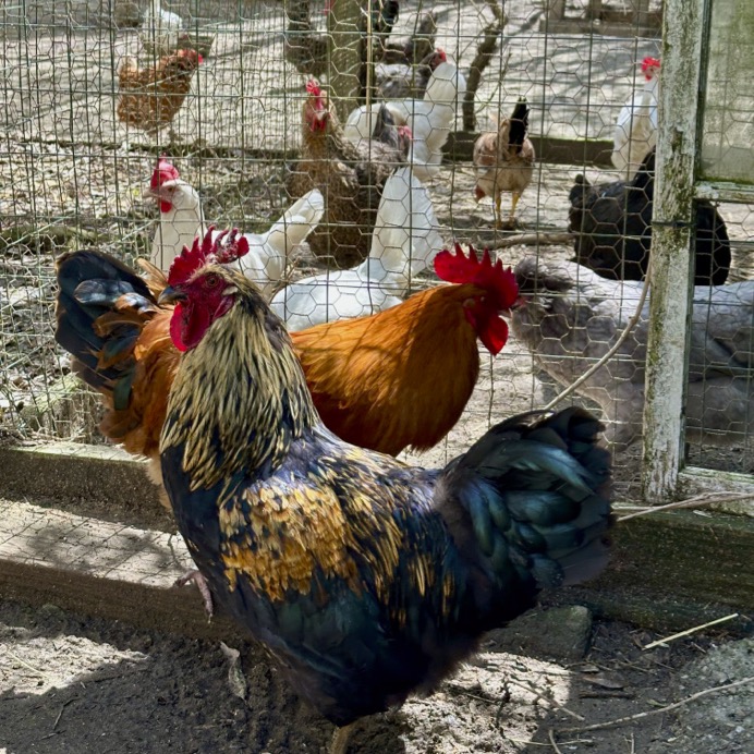 Peepers, Benedict and Friends