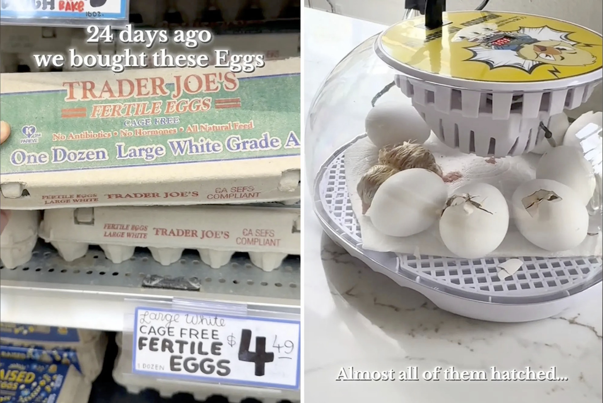Trader Joe&rsquo; Fertilized Chicken Eggs
