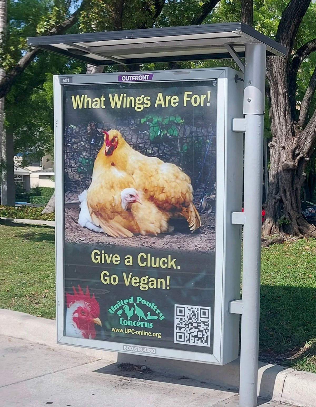 What Wings Are For! ads running on 100 bus shelters in Miami, FL. throughout the month of May.