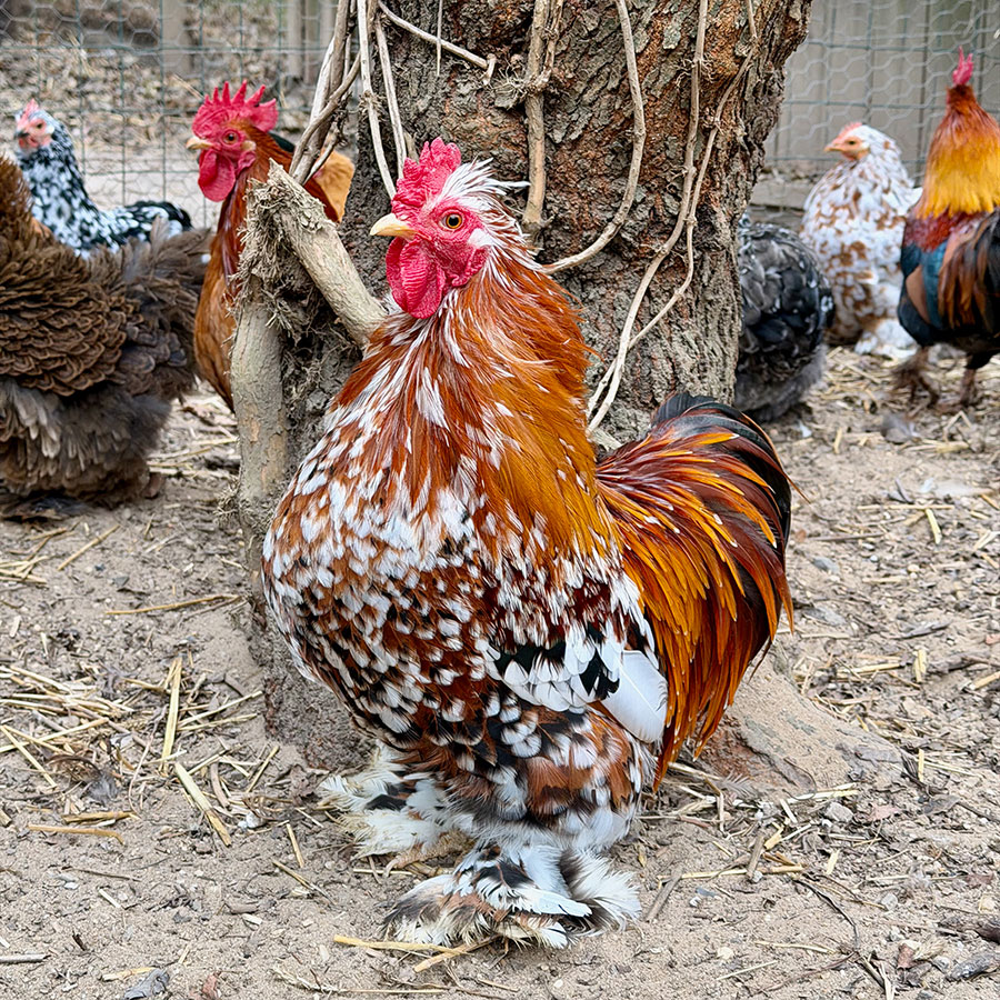 Portraits in Poultry Paradise 3