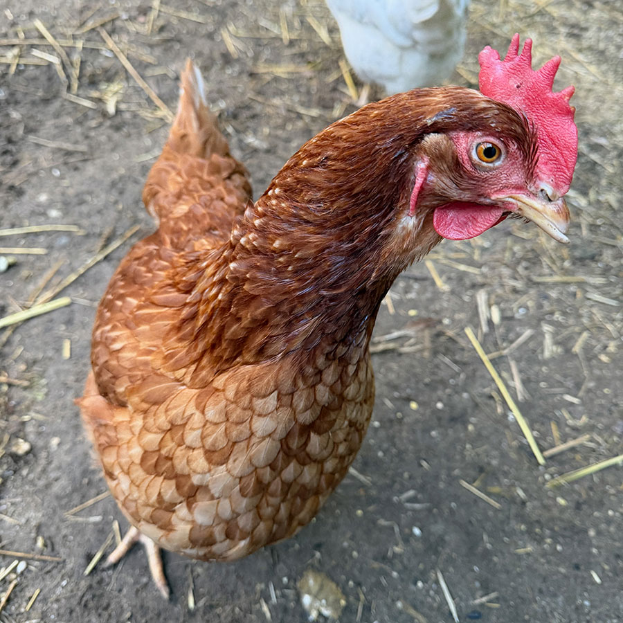 Portraits in Poultry Paradise 4