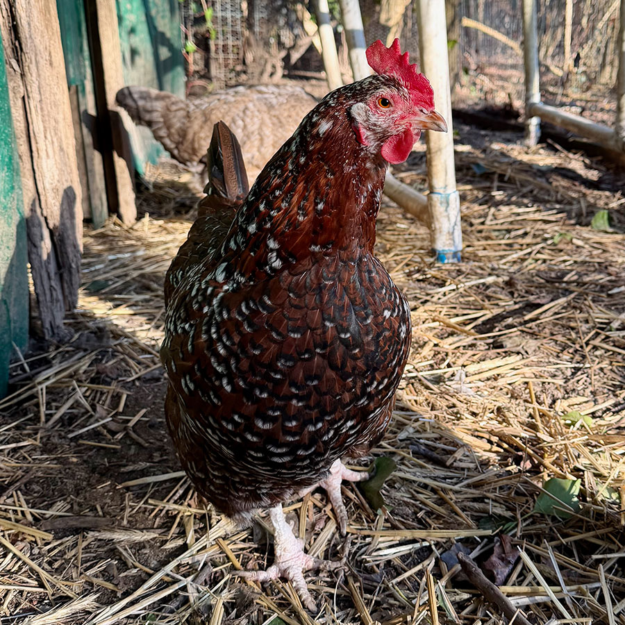 Portraits in Poultry Paradise 6