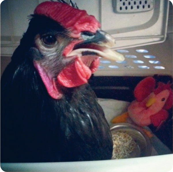 ezra serenades melissa