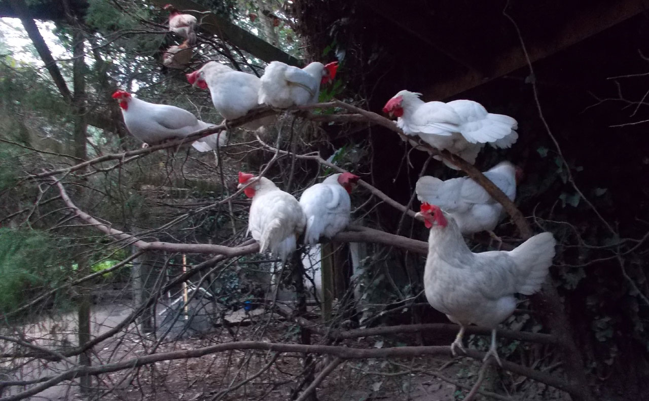Eight white hens in a tree