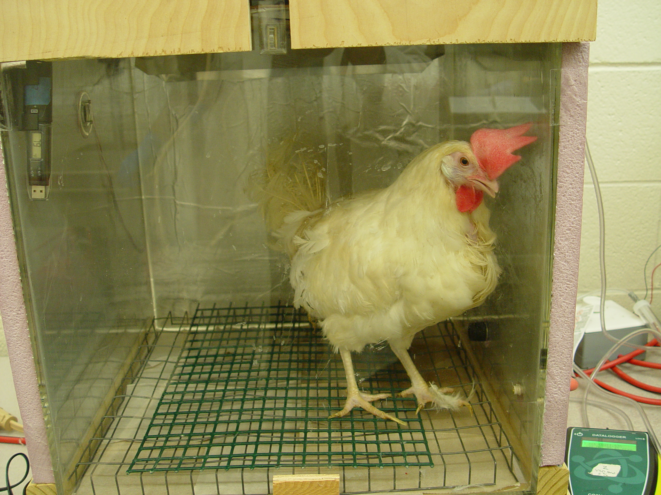 Photos obtained by Animal Outlook via public records request from experiments killing birds by ventilation shutdown performed at the Prestage Department of Poultry Science at North Carolina State University