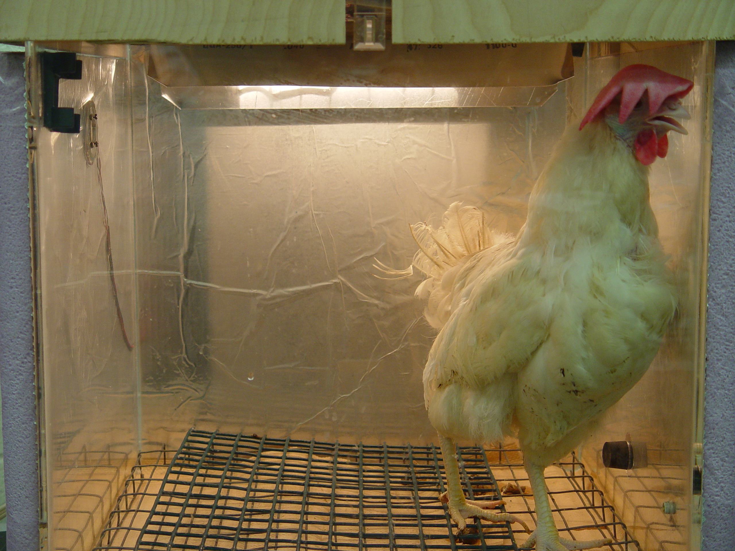 Photos obtained by Animal Outlook via public records request from experiments killing birds by ventilation shutdown performed at the Prestage Department of Poultry Science at North Carolina State University