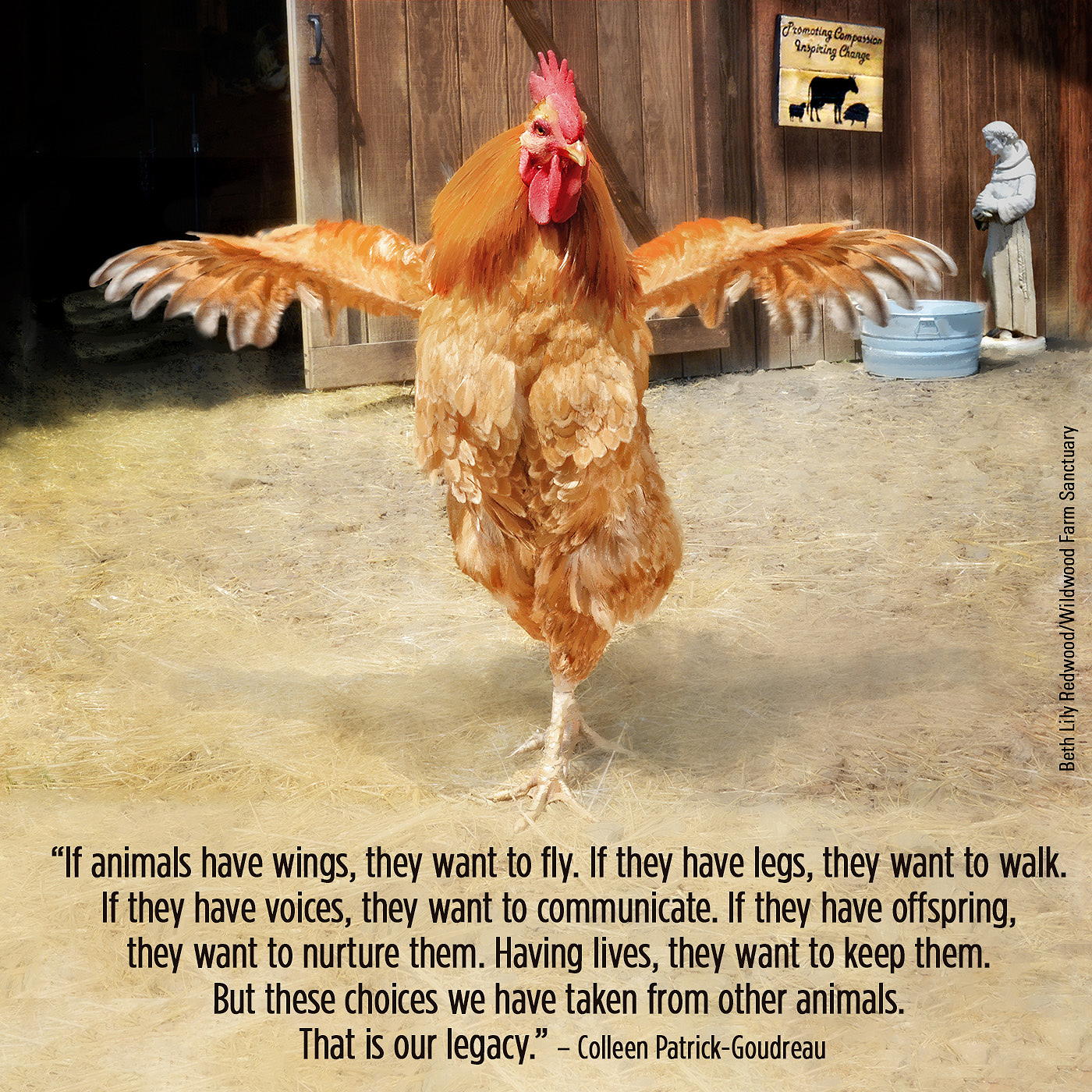 If animals have wings, they want to fly. If they have legs, they want to walk.
		If they have voices, they want to communicate. If they have offspring, they want to 
		nurture them. Having lives, they want to keep them. But these choices we have taken 
		from other animals. That is our legacy.- Colleen Patrick-Goudreau