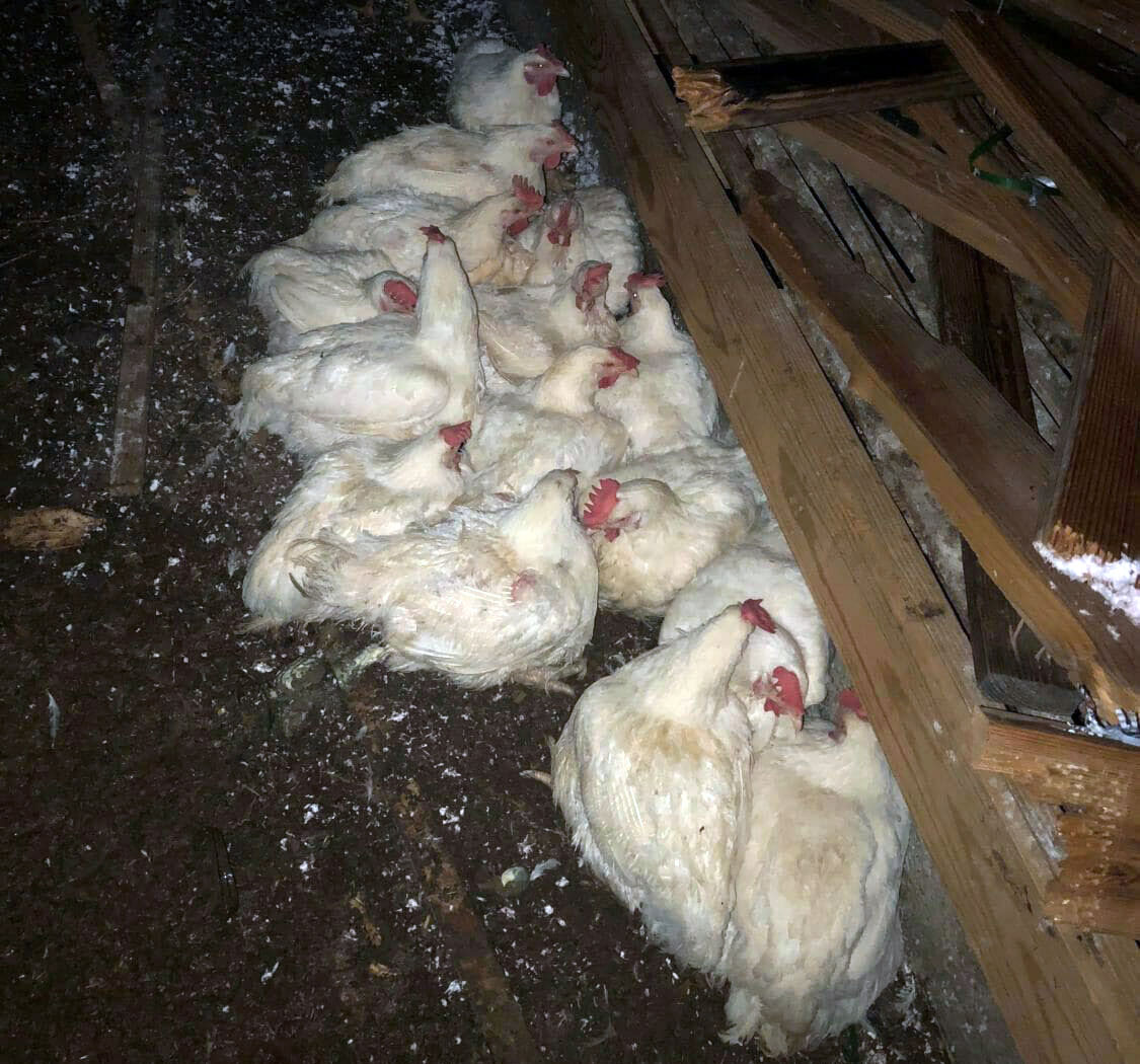 Hens huddled together in the debris