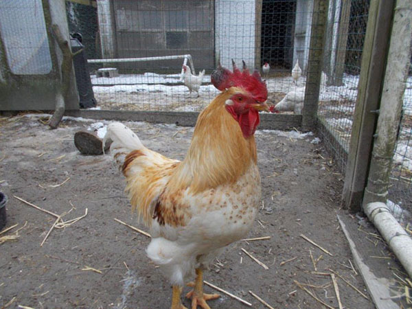 nicholas the rooster