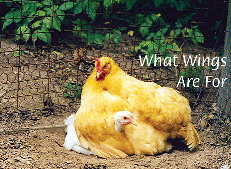 Do a good deed for chickens – Go Vegan!