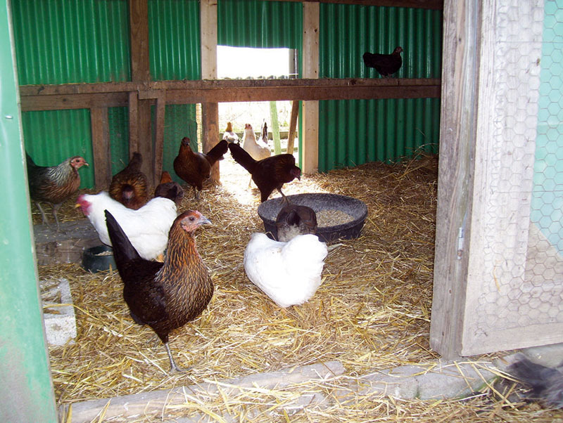 Hens from Mississippi Cockfighting Raid