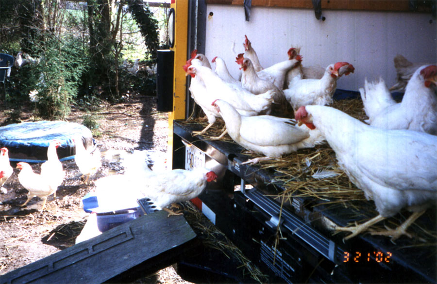 Cypress Truck
