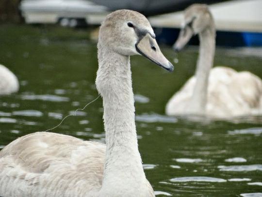Cygnet with serious abscess on neck and wrapped in fishing line