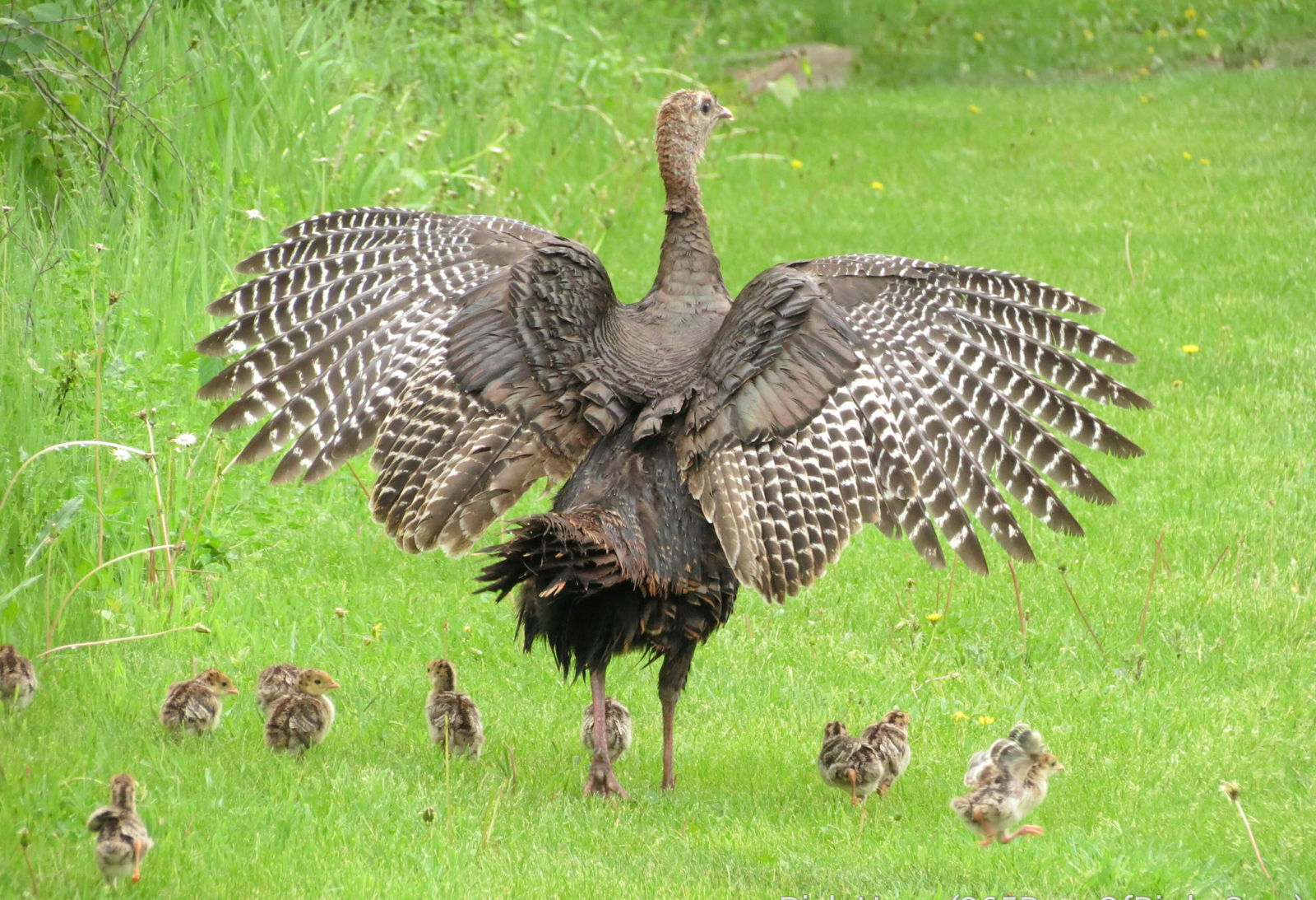 turkey in a pasture spreading her wings over her poults