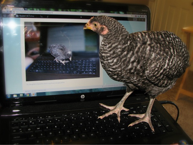 Chicken standing on a laptop keyboard