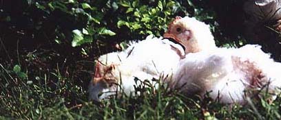 Kokun and Potpo relax in the grass at UPC.