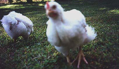 Potpo runs through the grass at UPC!