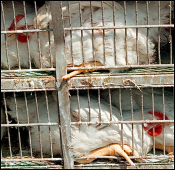 Chicken