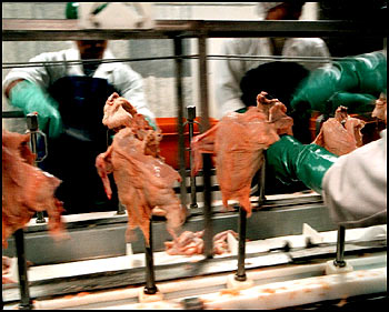 Chicken
